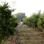 Iranian dried fruits Mehrvan Fruits natural dried fruit exporter