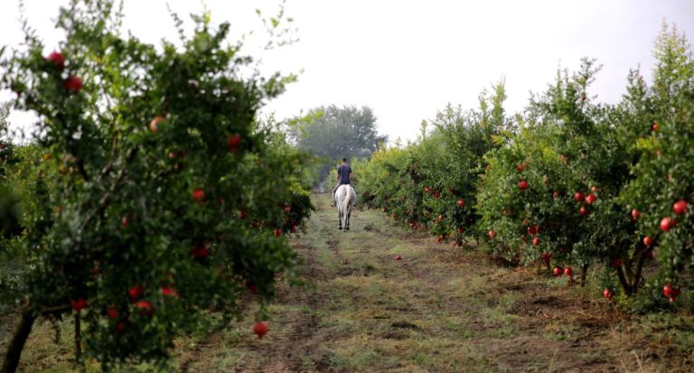 Iranian dried fruits Mehrvan Fruits natural dried fruit exporter